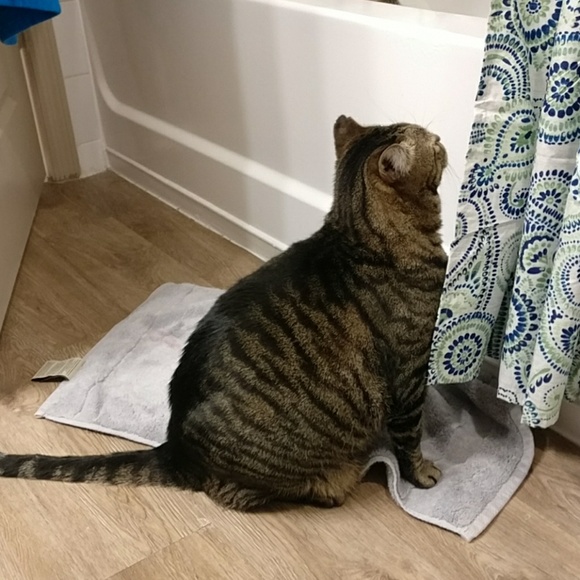 Joey says "Hi, Y'all! Welcome to our Clawzit!" - Picture 5 of 5